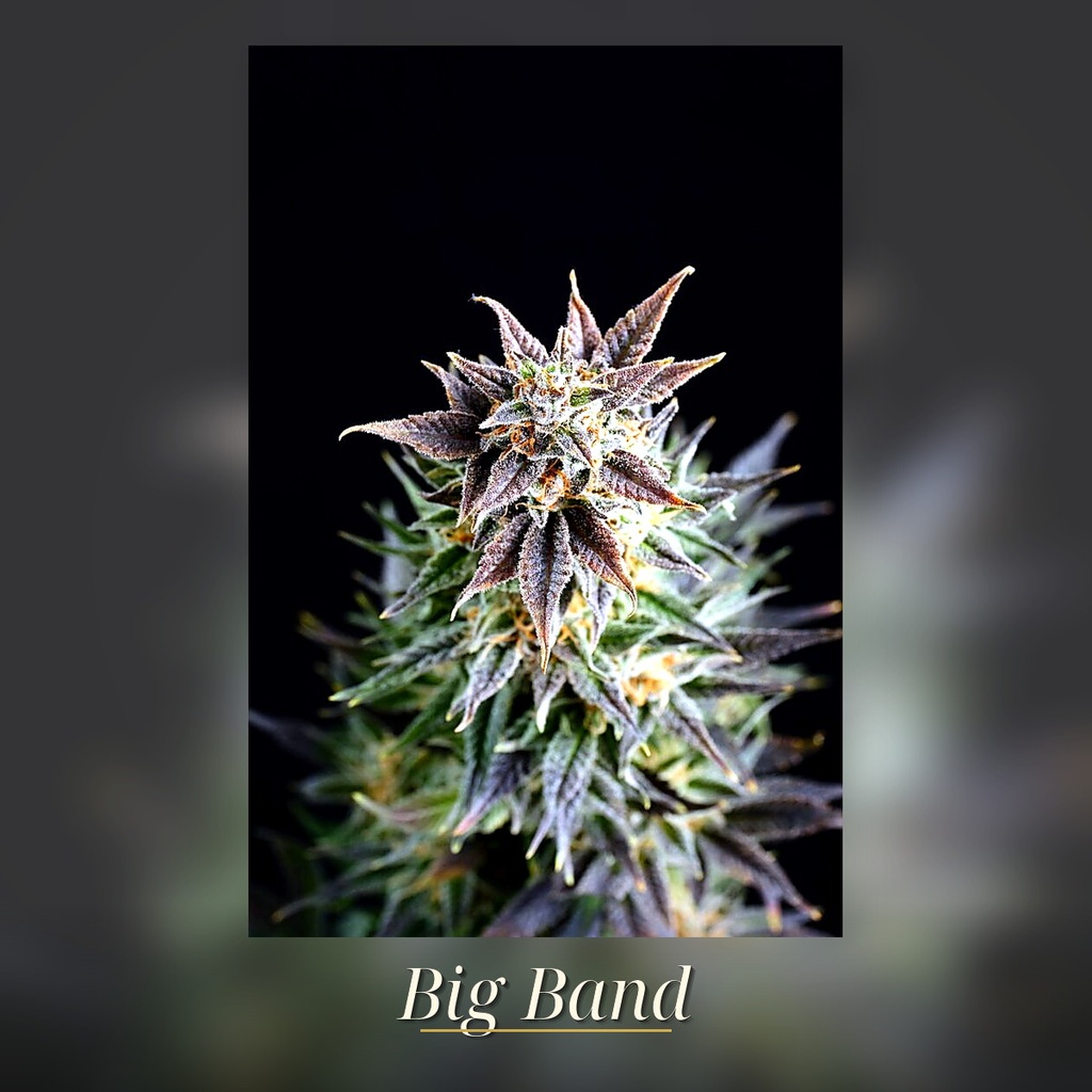Kannabia Big Band Fem. 3St. – Ansicht 3
