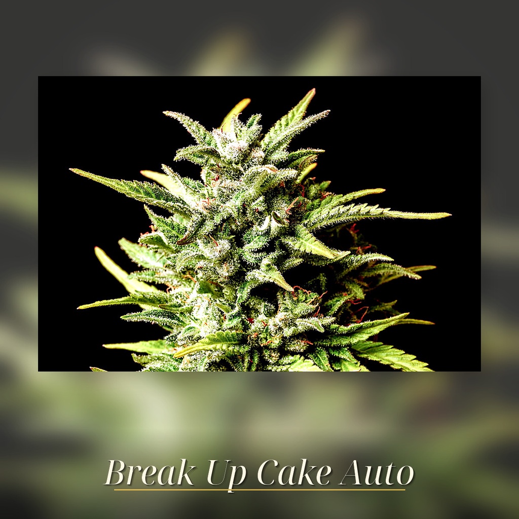 Kannabia Break-Up Cake Auto Fem. 3St. – Ansicht 3
