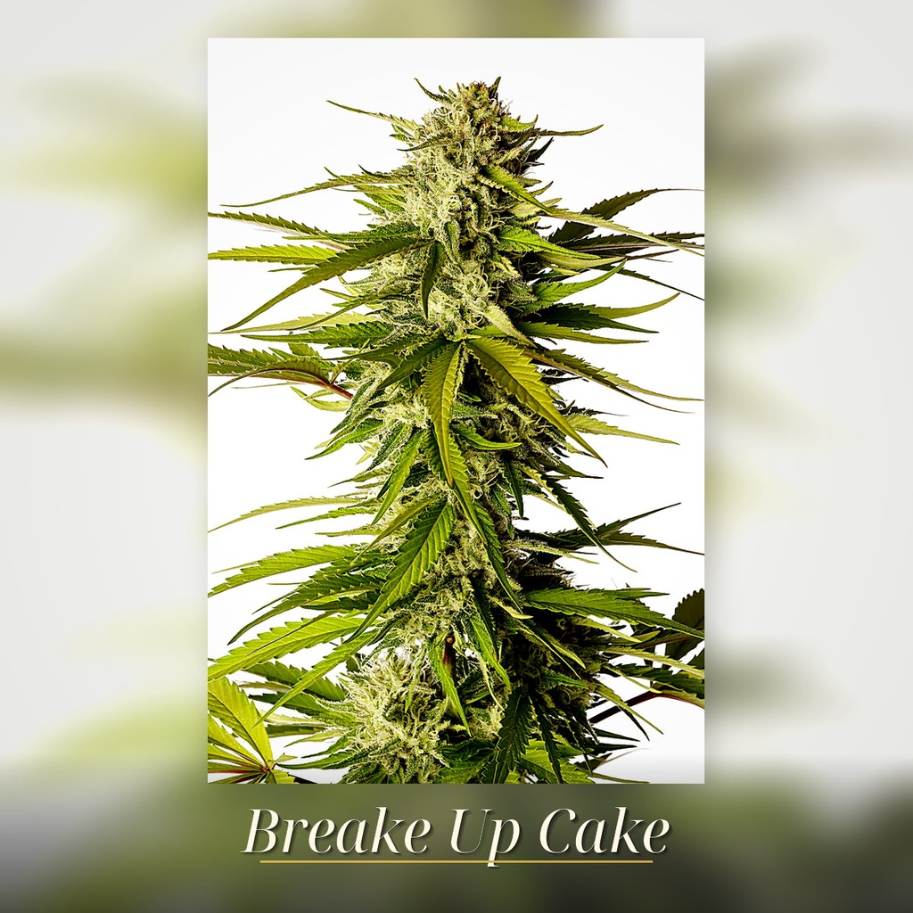Kannabia Break-Up Cake Fem. 3St. – Ansicht 3