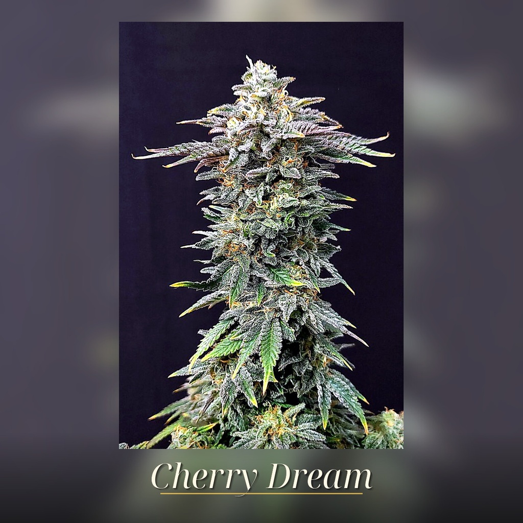Kannabia Cherry Dream Fem. 3St. – Ansicht 3
