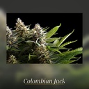 Kannabia Colombian Jack Fem. 3St. – Ansicht 3