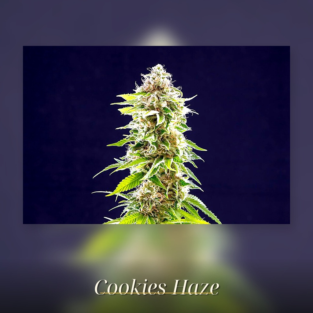 Kannabia Cookies Haze Fem. 3St. – Ansicht 3