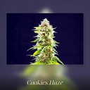 Kannabia Cookies Haze Fem. 3St. – Ansicht 3