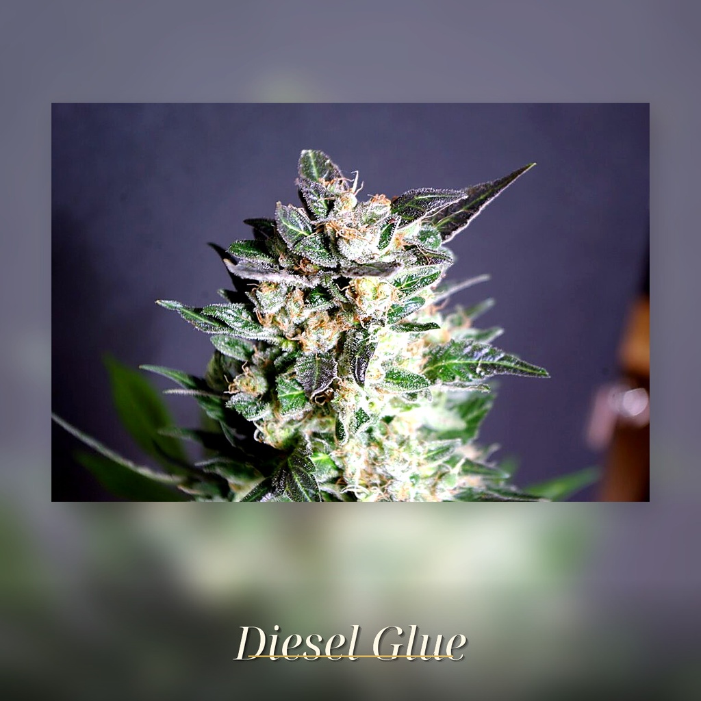 Kannabia Diesel Glue Fem. 3St. – Ansicht 3