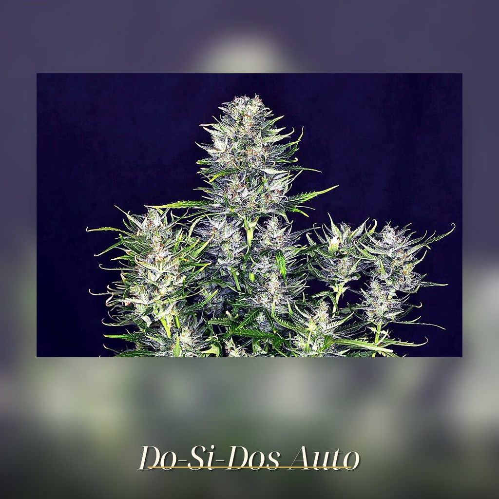 Kannabia Do si Dos Auto Fem. 3St. – Ansicht 3
