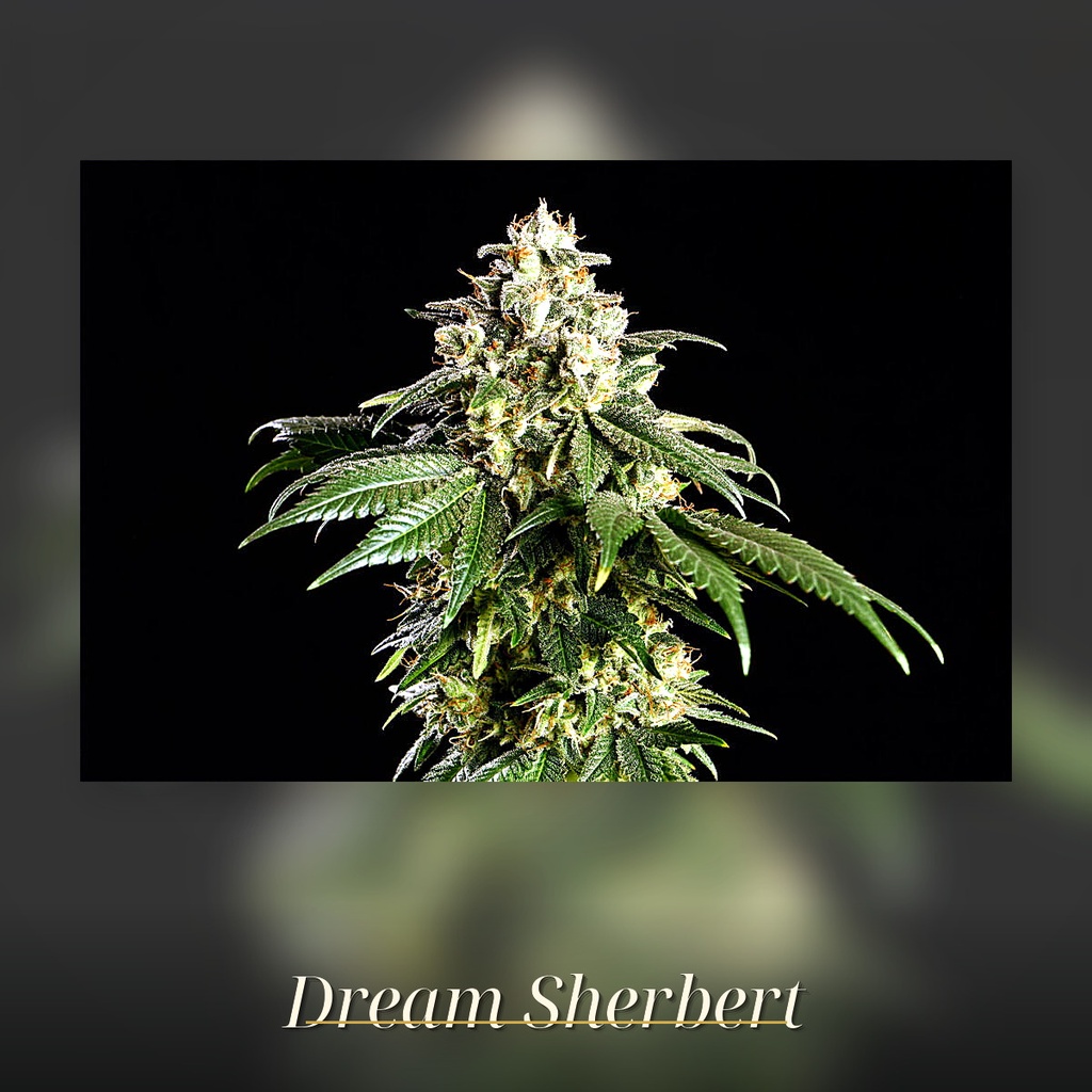 Kannabia Dream Sherbet Fem. 3St. – Ansicht 3
