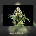 Kannabia Dream Sherbet Fem. 3St. – Ansicht 3