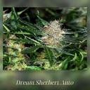 Kannabia Dream Sherbet Auto Fem. 3St. – Ansicht 2