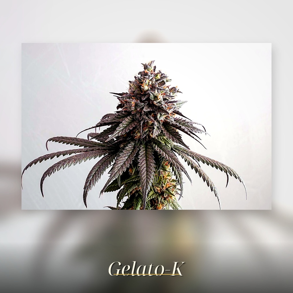 Kannabia Gelato-K Fem. 3St. – Ansicht 3