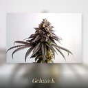 Kannabia Gelato-K Fem. 3St. – Ansicht 3