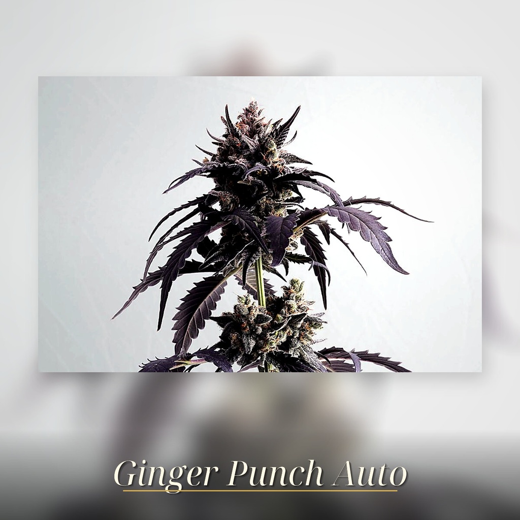 Kannabia Ginger Punsh Auto Fem. 3St. – Ansicht 3