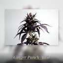 Kannabia Ginger Punsh Auto Fem. 3St. – Ansicht 3