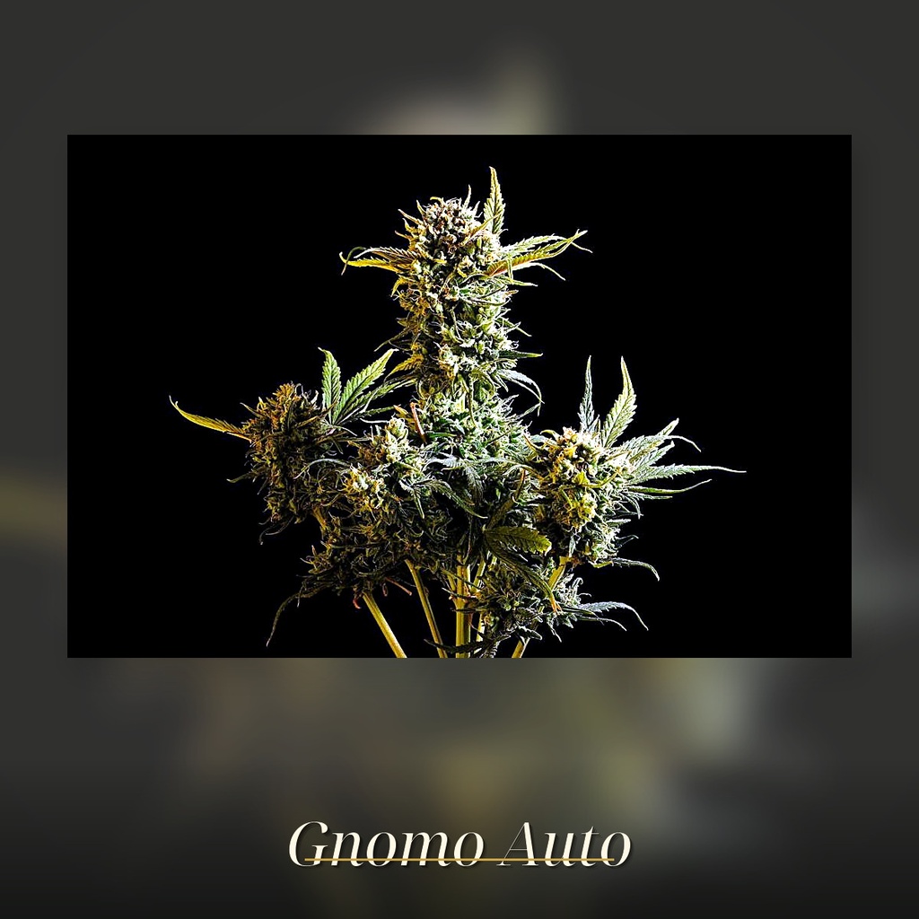 Kannabia Gnomo Auto Fem. 3St. – Ansicht 3