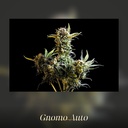 Kannabia Gnomo Auto Fem. 3St. – Ansicht 3