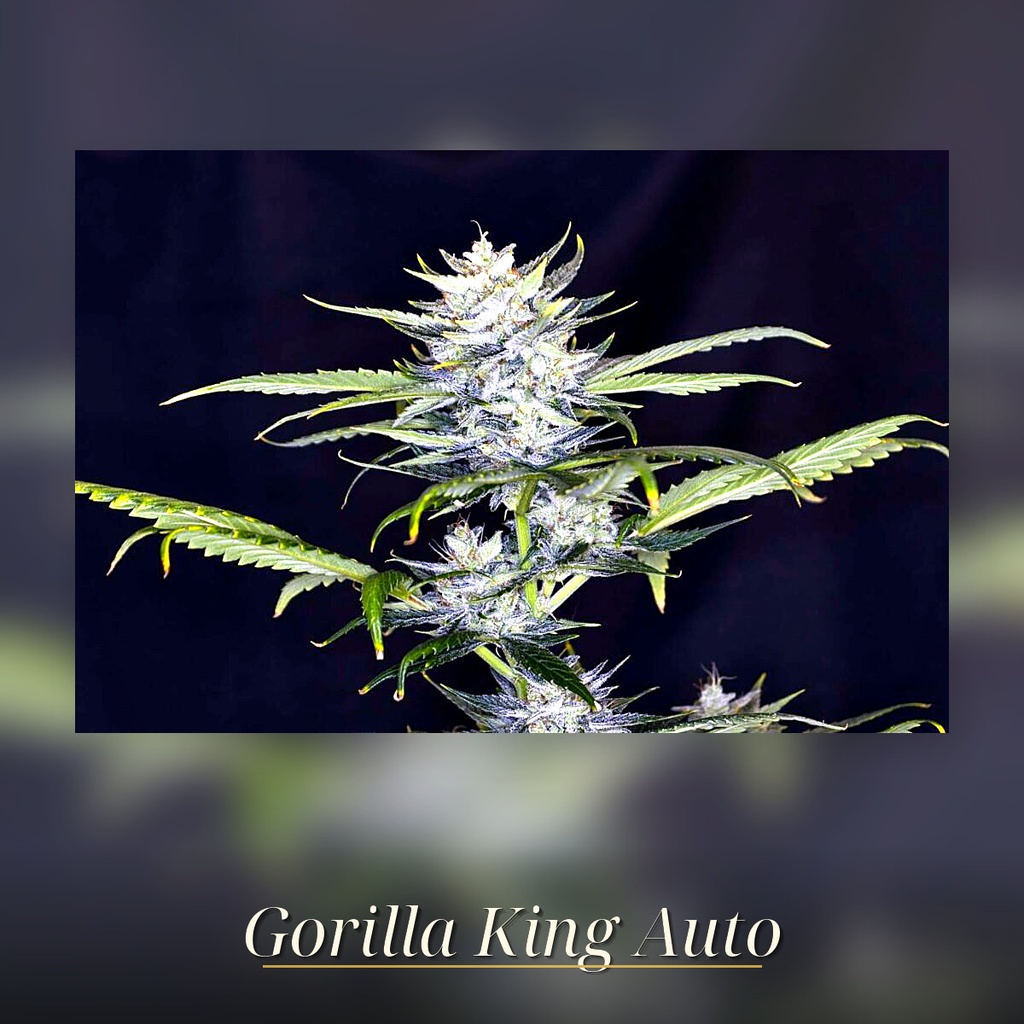 Kannabia Gorilla King Auto Fem. 3St. – Ansicht 3