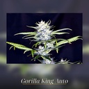 Kannabia Gorilla King Auto Fem. 3St. – Ansicht 3