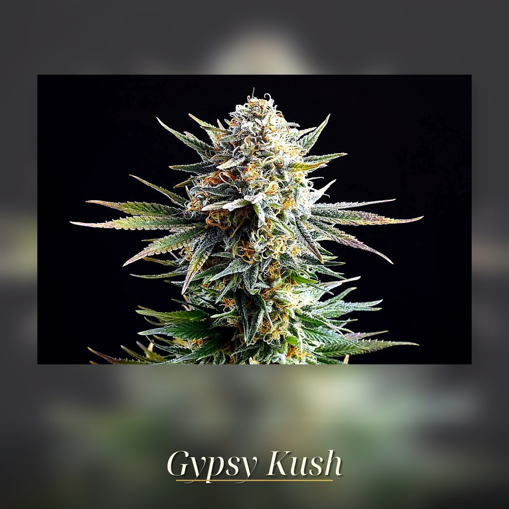 Kannabia Gypsy Kush Fem. 3St. – Ansicht 3