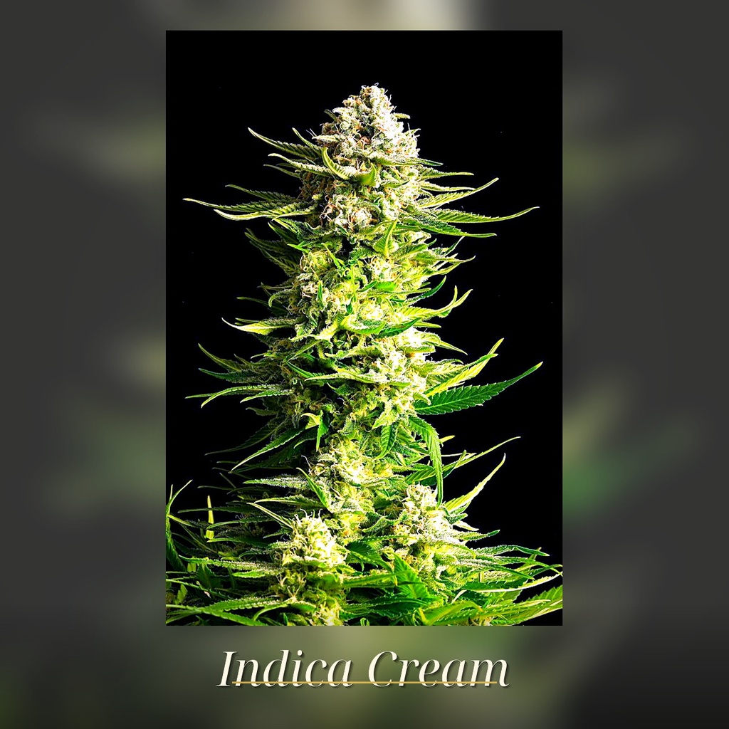 Kannabia Indica Cream Fem. 3St. – Ansicht 3