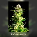 Kannabia Indica Cream Fem. 3St. – Ansicht 3
