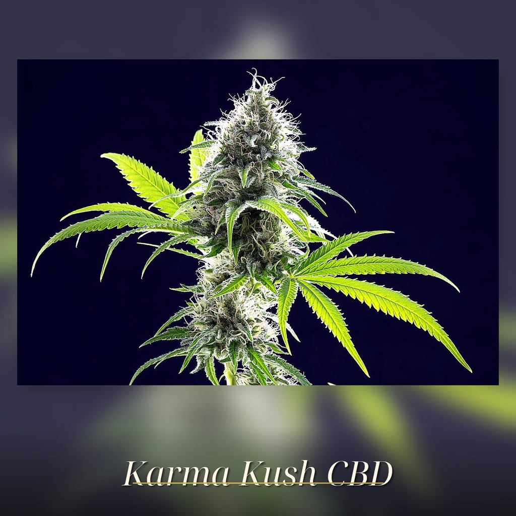 Kannabia Kama Kush CBD Fem. 3St. – Ansicht 3