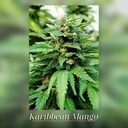 Kannabia Karibbean Mango Fem. 3St. – Ansicht 3