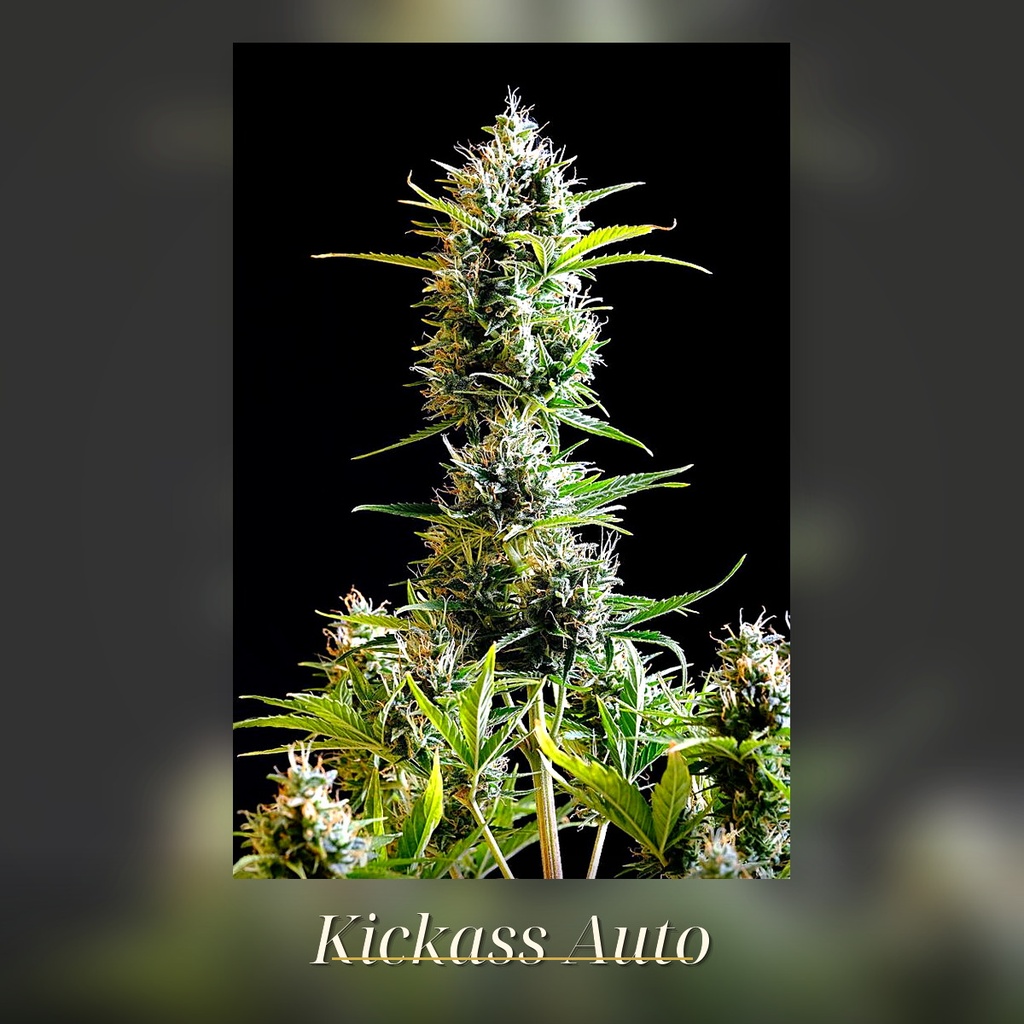 Kannabia Kickass Auto Fem. 3St. – Ansicht 3