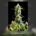 Kannabia Kickass Auto Fem. 3St. – Ansicht 3