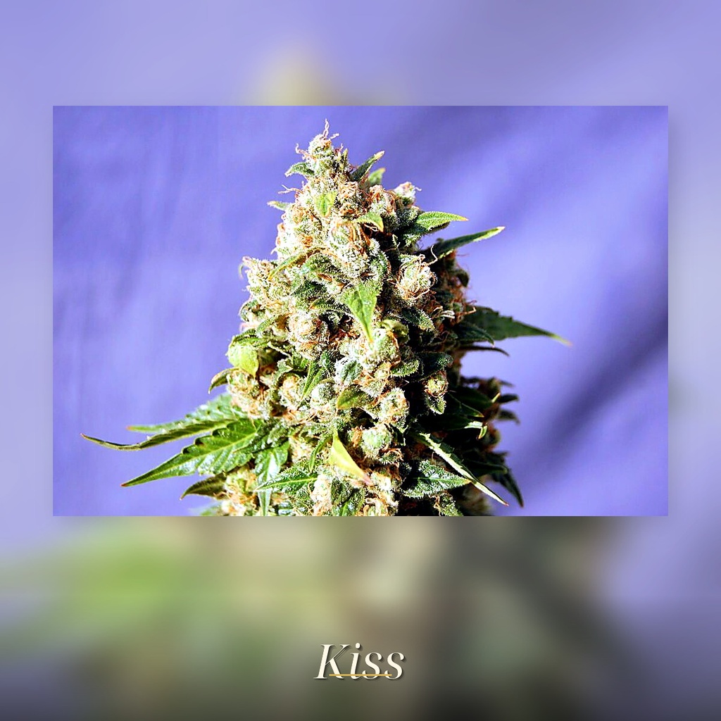 Kannabia Kiss Fem. 3St. – Ansicht 3