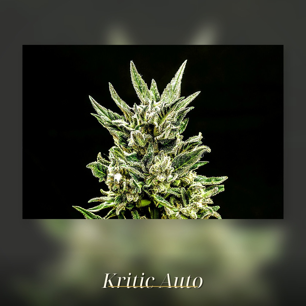 Kannabia Kritic Auto Fem. 3St. – Ansicht 3