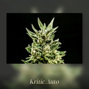 Kannabia Kritic Auto Fem. 3St. – Ansicht 3