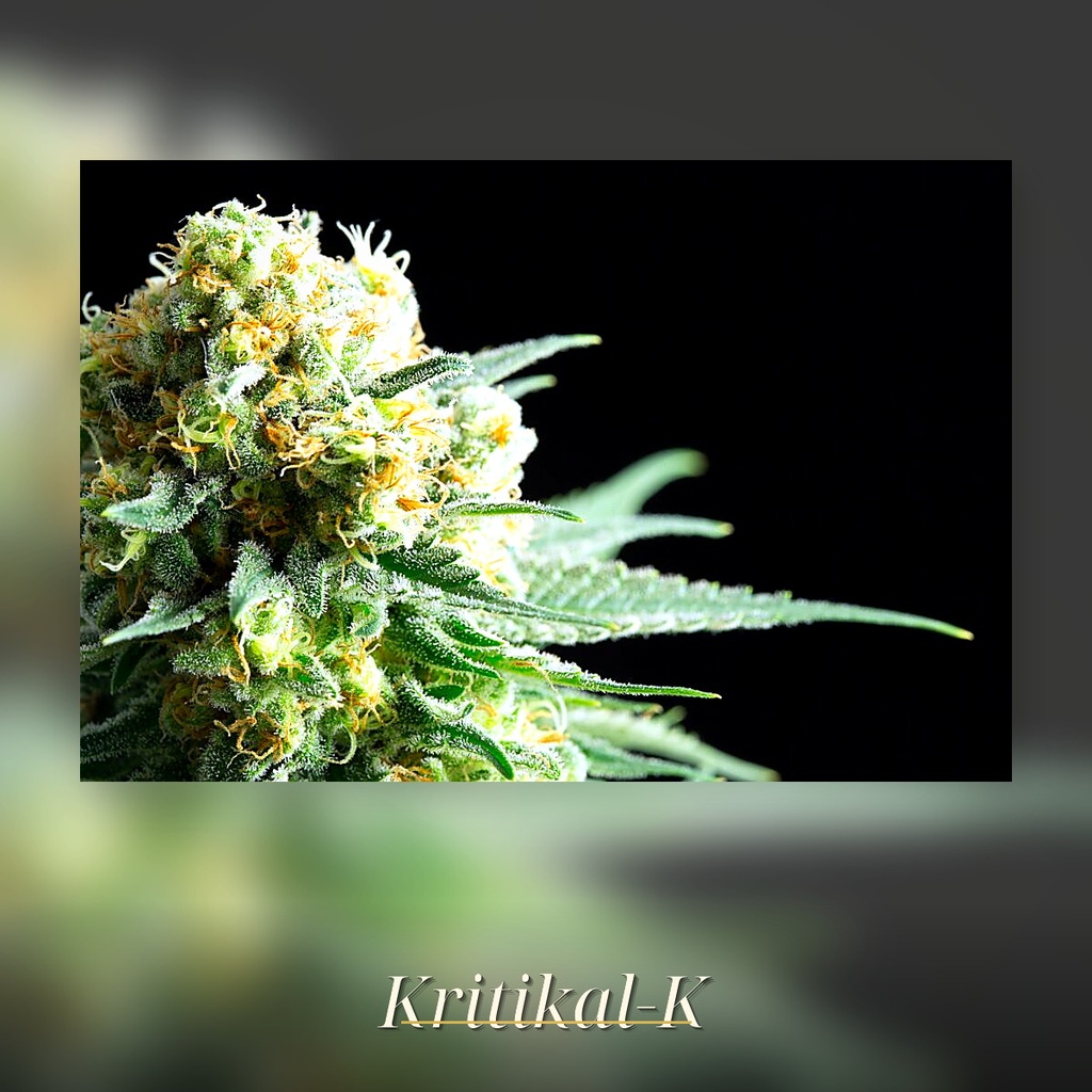 Kannabia Kritikal-K Fem. 3St. – Ansicht 3