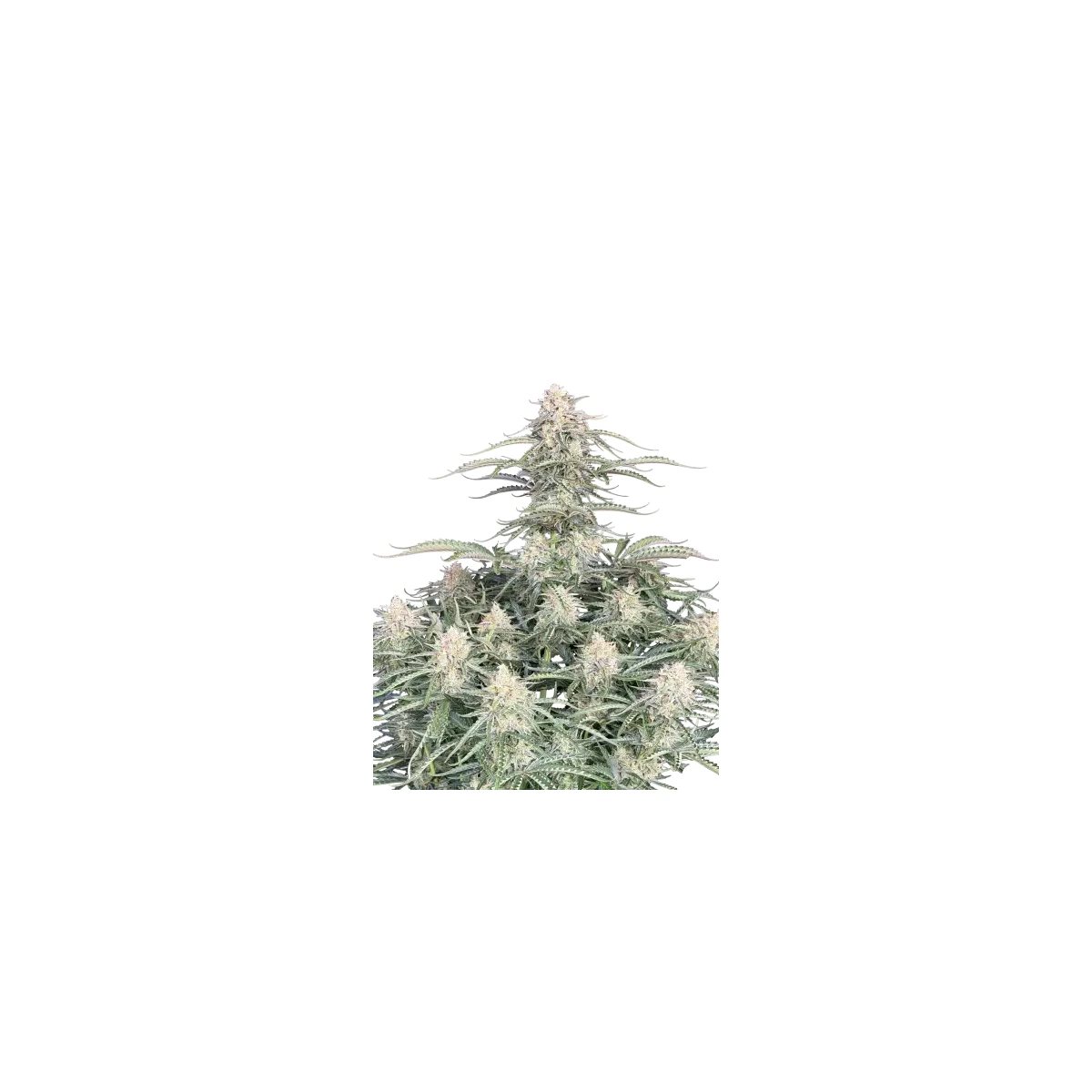 Fast Buds Northern Lights Auto Fem 3St.