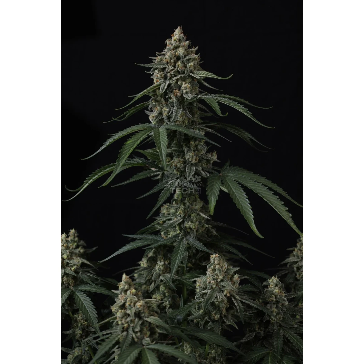 Fast Buds Banana Cherry Cookies Auto Fem 3St.