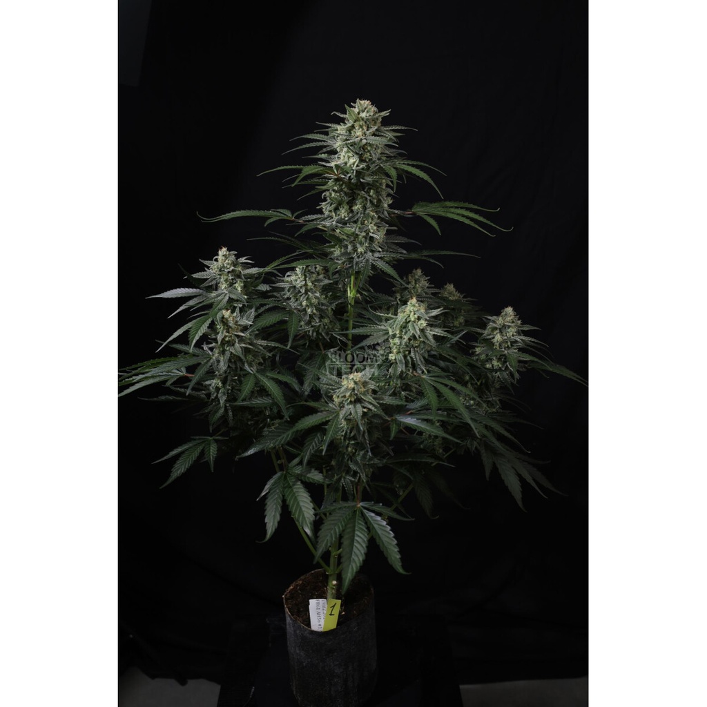 Fast Buds Banana Frost Fem Auto 3St.
