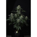 Fast Buds Banana Frost Fem Auto 3St.