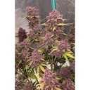 Fast Buds Banana Purple Punch Fem Auto 3St.
