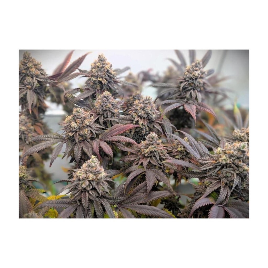 Fast Buds Biscotti Gelato Fem 3St.