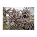 Fast Buds Biscotti Gelato Fem 3St.