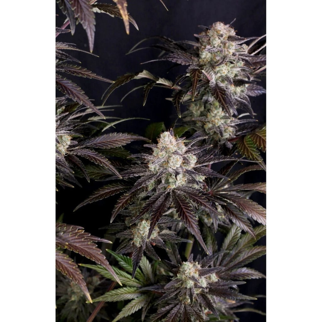 Fast Buds Frostbanger Auto F4 Fem 3St.