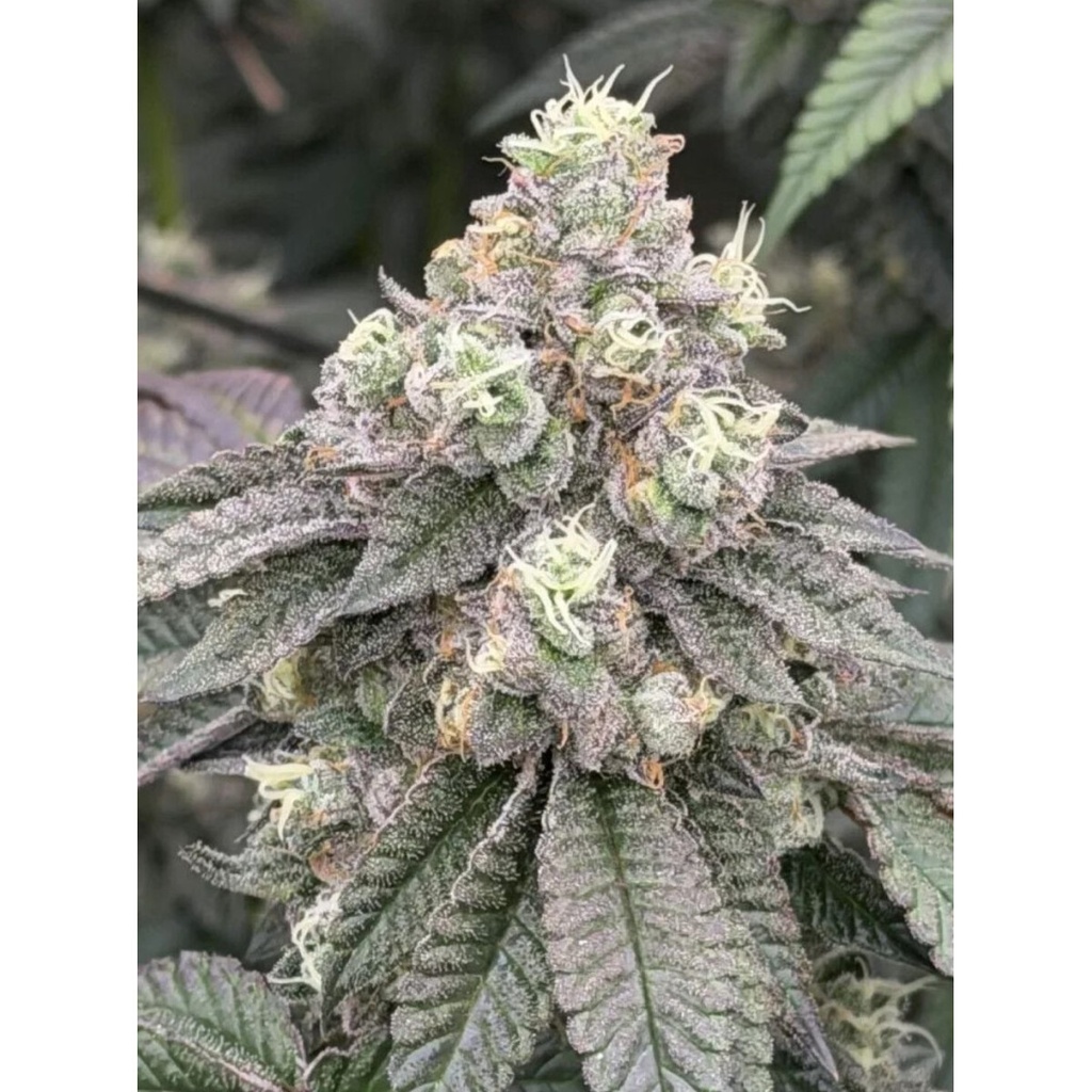 Fast Buds Garlic Mint Sherbet Fem 3St.