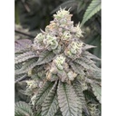 Fast Buds Garlic Mint Sherbet Fem 3St.