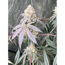 Fast Buds Gary Sherbet Fem 3St.
