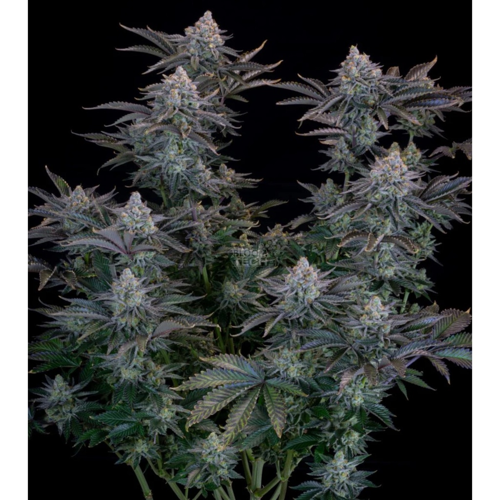 Fast Buds Gorilla Cookies FF Fem 3St.