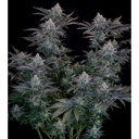 Fast Buds Gorilla Cookies FF Fem 3St.