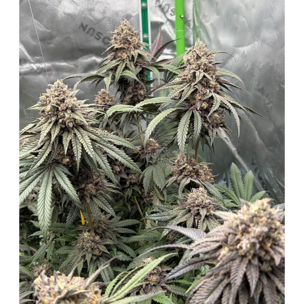 Fast Buds Lemon Cherry Runtz Fem 3St.