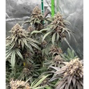 Fast Buds Lemon Cherry Runtz Fem 3St.