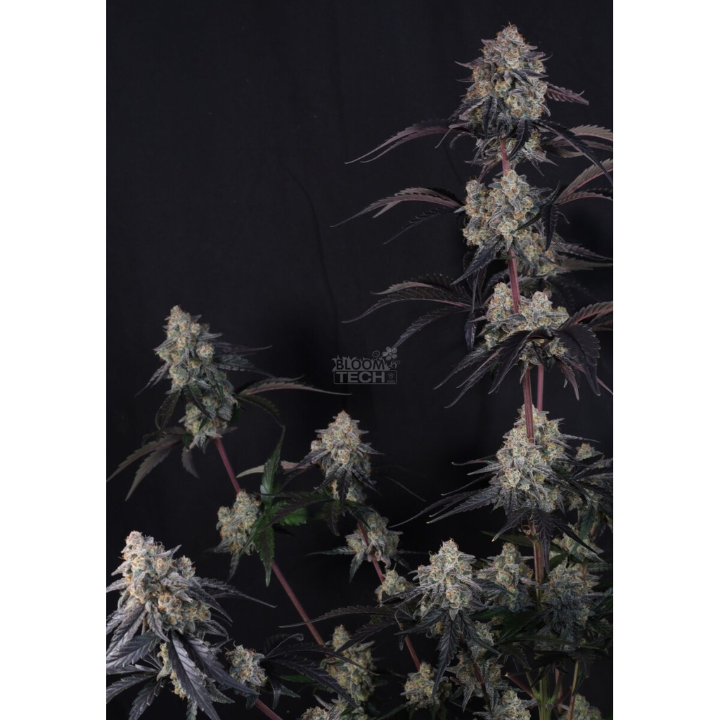 Fast Buds Lemon Cherry Sundae Auto Fem 3St.
