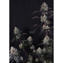 Fast Buds Lemon Cherry Sundae Auto Fem 3St.