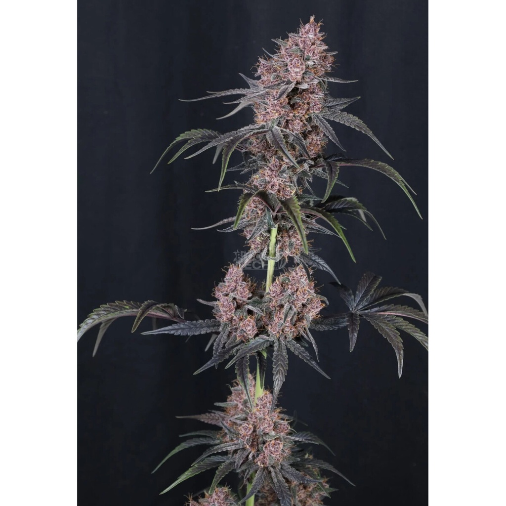 Fast Buds Mango Cherry Runtz Auto Fem 3St.