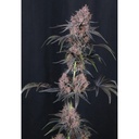 Fast Buds Mango Cherry Runtz Auto Fem 3St.